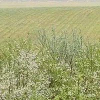 زمین جاده بیجار/سرمایه گذاری با مبلغ کم /۱۰۰۰ متر