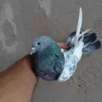 کفتر جفت پاکستانی گرفتنی کبوتر