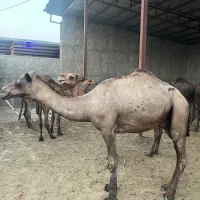 شتر