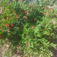 ۳۰۰ متر زمین مناسب برای باغچه