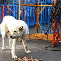 سگ نگهبان