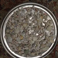 نیم کیلو صدف تزئینی آکواریوم