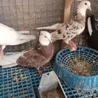 شازده سور