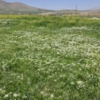 کشاورزی و باغبانی