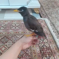 جوجه مینا