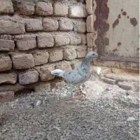 هفت‌رنگ پلاکی ماده