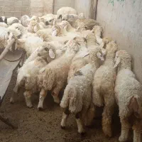 بره نر مادع