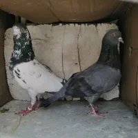 جوجه کبوتر پاکستانی