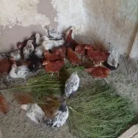 جوجه 4 ماه گلپایگانی معاوضه با کفتر