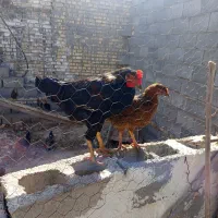 مرغ و خروس جوان