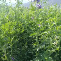 یونجه گرمسیری درجه1