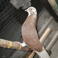 کفتر