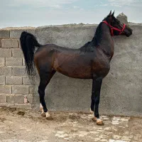 اسب اصیل درجه یک