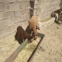 میش بره  اول‌ شکم
