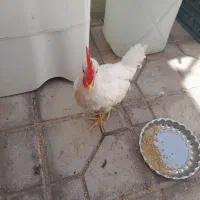 خروس