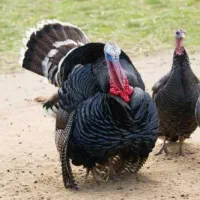 دوعدد بوقلمو نروماده