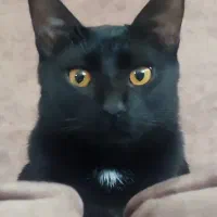 گربه نر ...