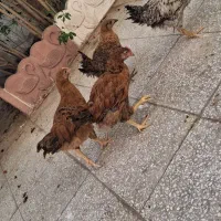 ۴عدد نوچه مرغ و خروس
