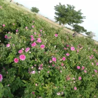 نهال گل محمدی