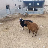 بره قوچ همو