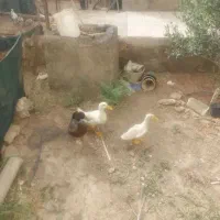 فروش سه اردک