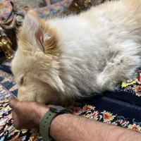 سگ گمشده