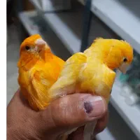 قناری نر و ماده