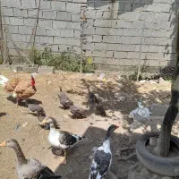 مرغ شاخ دار