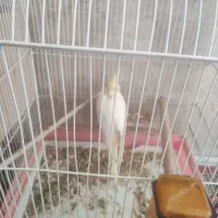 عروس هلندی