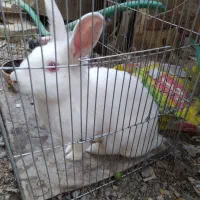خرگوش|موش و خرگوش|اصفهان, بوستان ناژوان|دیوار