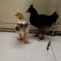جوجه خودمانی
