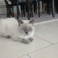 گربه خانگی