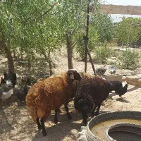 ۲ راس بره نر چاق افشاری