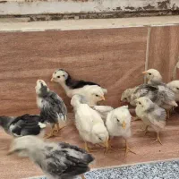 جوجه گلین|حیوانات مزرعه|بیجار, |دیوار