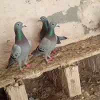 کفتر|پرنده|خواف, |دیوار
