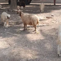 گوسفند