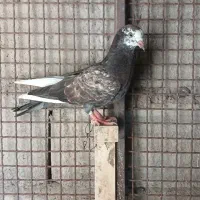 بازیکن زاغ و سبز و سینه ی و کله ی و زاغ دمسفید و