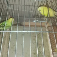مرغ عشق