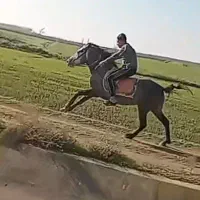 اسب نر
