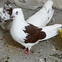 کبوتر دو کت ماده
