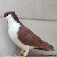 کبوتر گم شده در مهدیس بنکداران