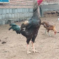 تخم مرغ نطفه دار لاری