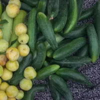 سلام خیار محلی.     کدو.   فلفل شیرین.  موجوده