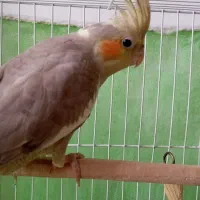 جوجه عروس
