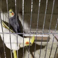 عروس|پرنده|اردبیل, |دیوار