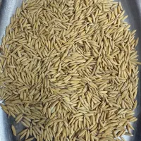 شالی بذری دم سیاه اعلا