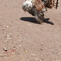 یک جفت بوقلمون جوان