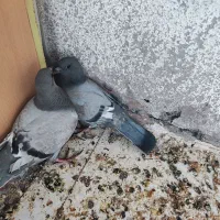 یک جفت کبوتر