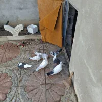 کبوتر پرش سنکین