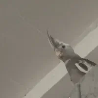 عروس هلندی